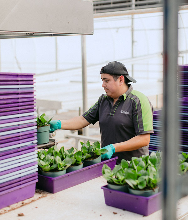 A Flora Pack Associate Inspecting and Packaging Flora Pack's Potted Plants