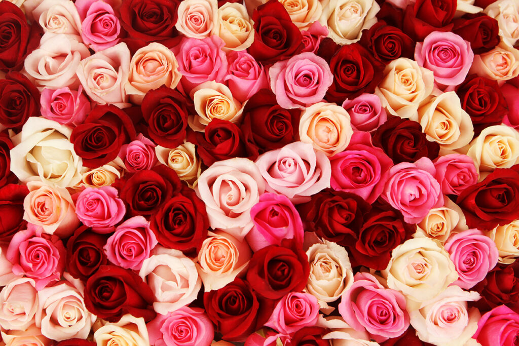 Flower Delivery and Bouquet Pickup Fresh Cut Flowers Shop