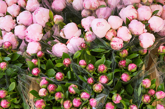 Overhead view of pink peony bouquets wrapped in clear plastic. 