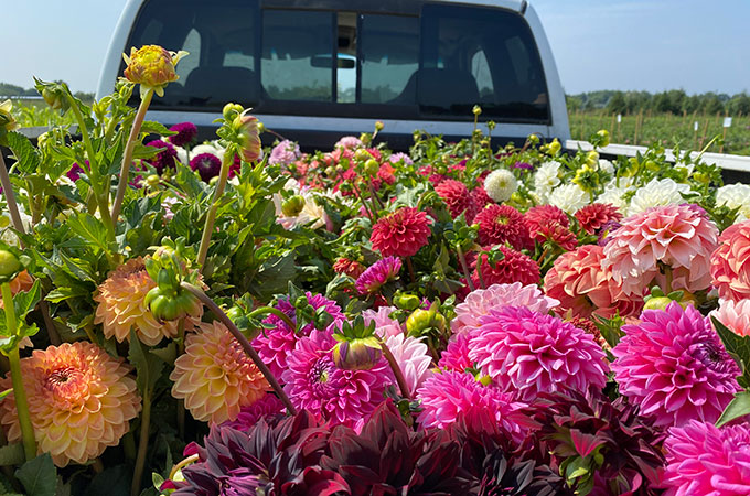 truck bed full of flowers