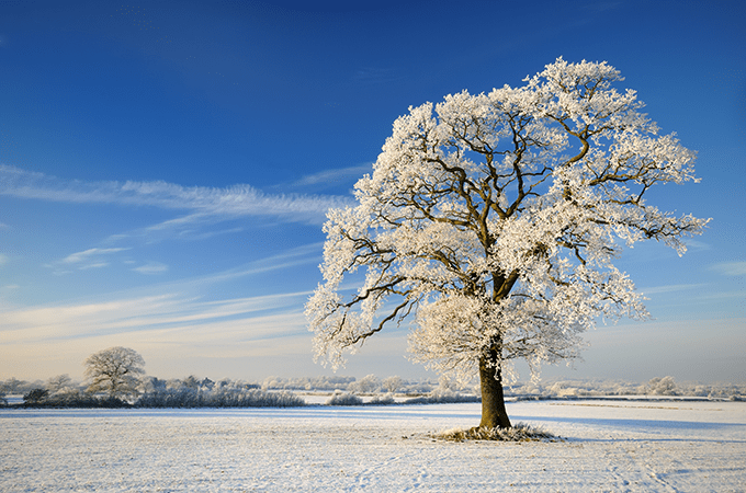 A Snowy Tree on a Clear Winter Day