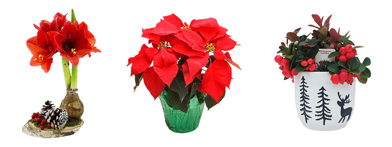 An Amaryllis Plant, a Poinsettia Plant, and a Winterberry Plant