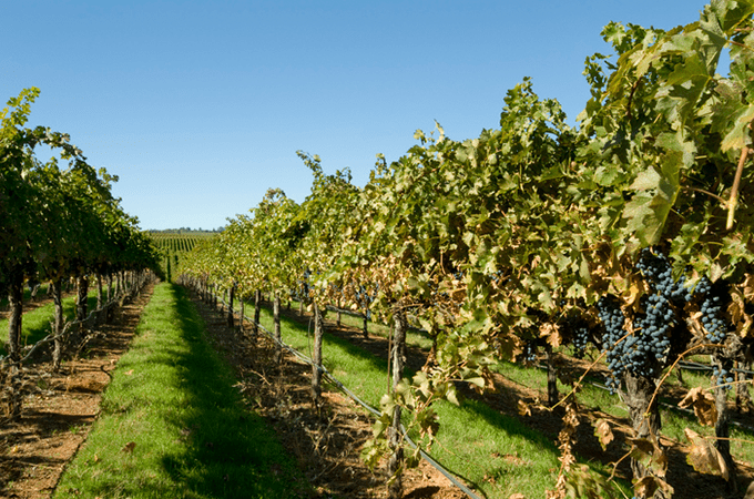 Beautiful view looking down an aisle of grape vines and grapes