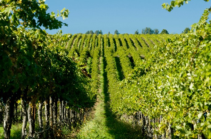 Beautiful view looking down an aisle of grape vines