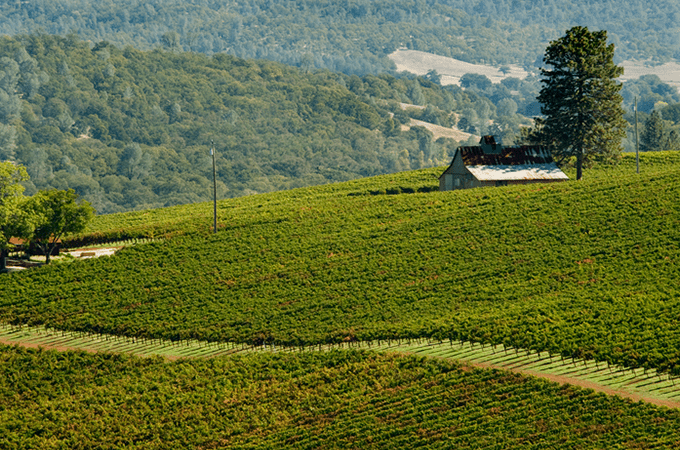 A building in the middle of a field of grape vines