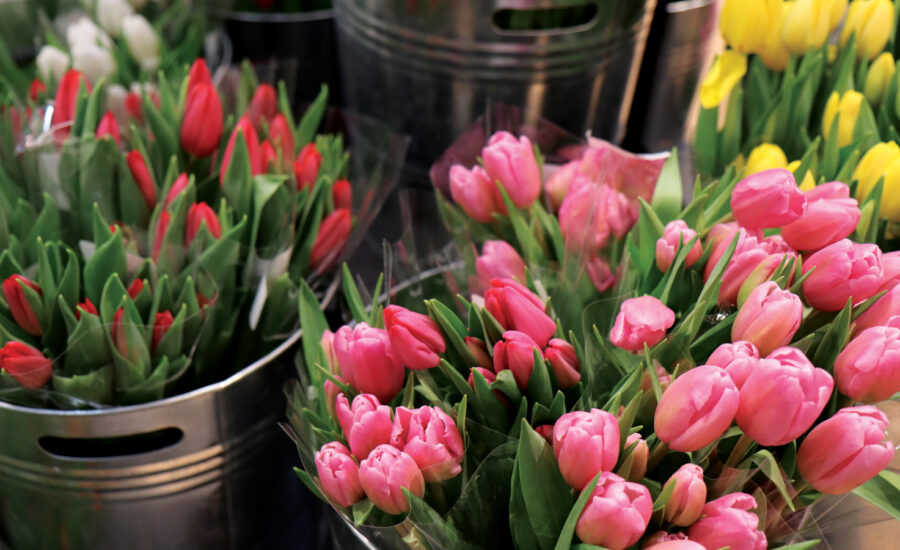 The Story Behind the Stems: Get to Know Heinen’s Cut Tulips