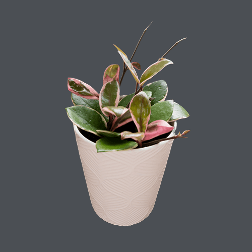 Hoya Shining Sea Star