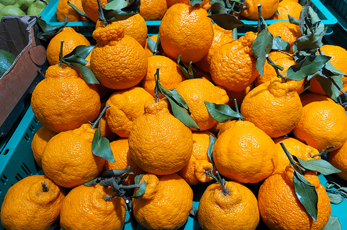 A bunch of Sumo Oranges that were just picked