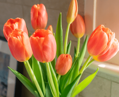 Flash Sale - Heinen's Tulips
