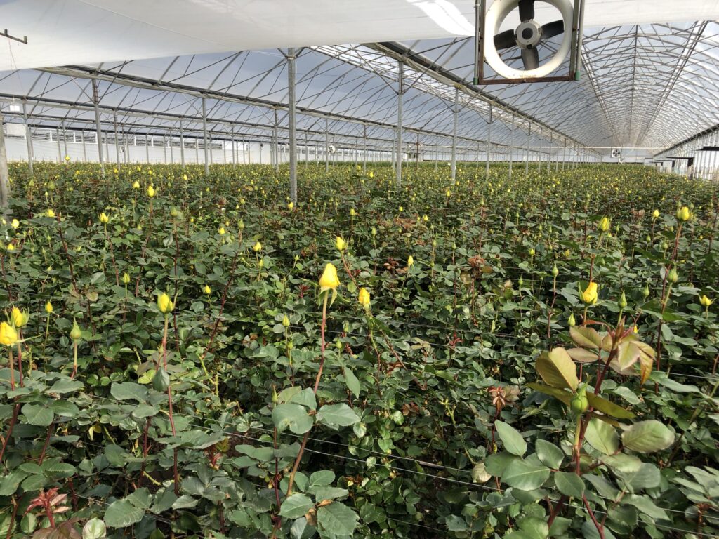 Roses in a Greenhouse at Stellar Farms, Heinen's Partner in Ecuador