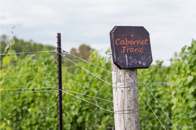 Cabernet Franc field
