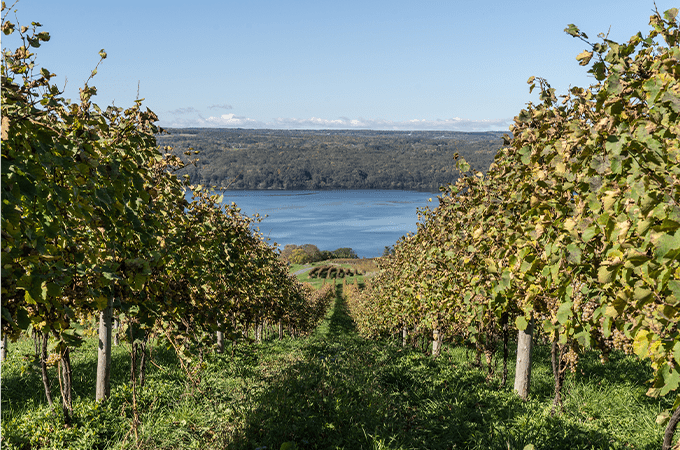 Finger Lakes Wine Field
