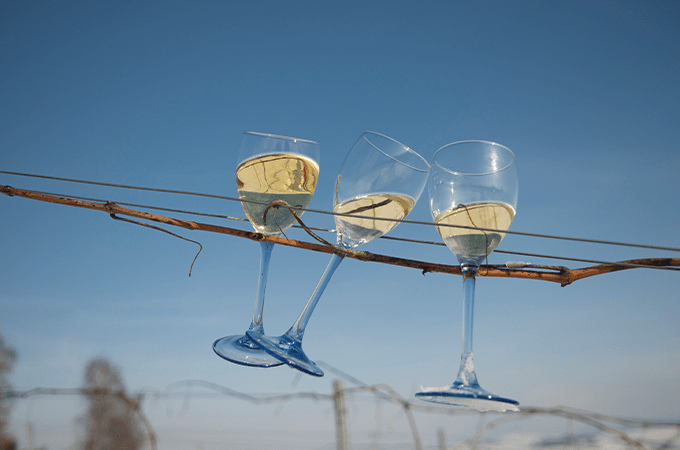 3 glasses of Riesling wine on a vine