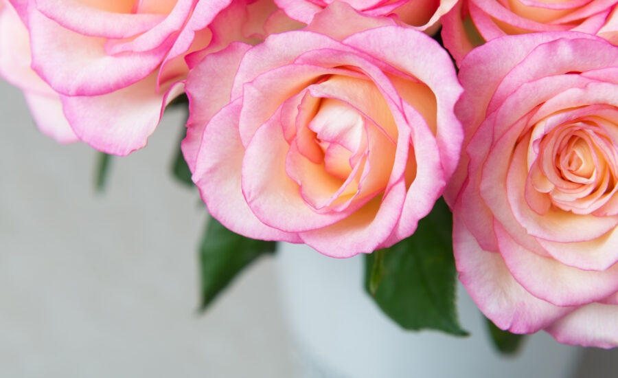 The Story Behind the Stems: Heinen’s Premium Roses are Named a Fan Favorite