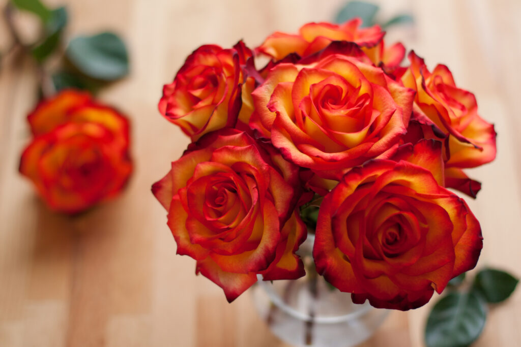 Bright, Red Orange Roses in a Clear Vase with Water