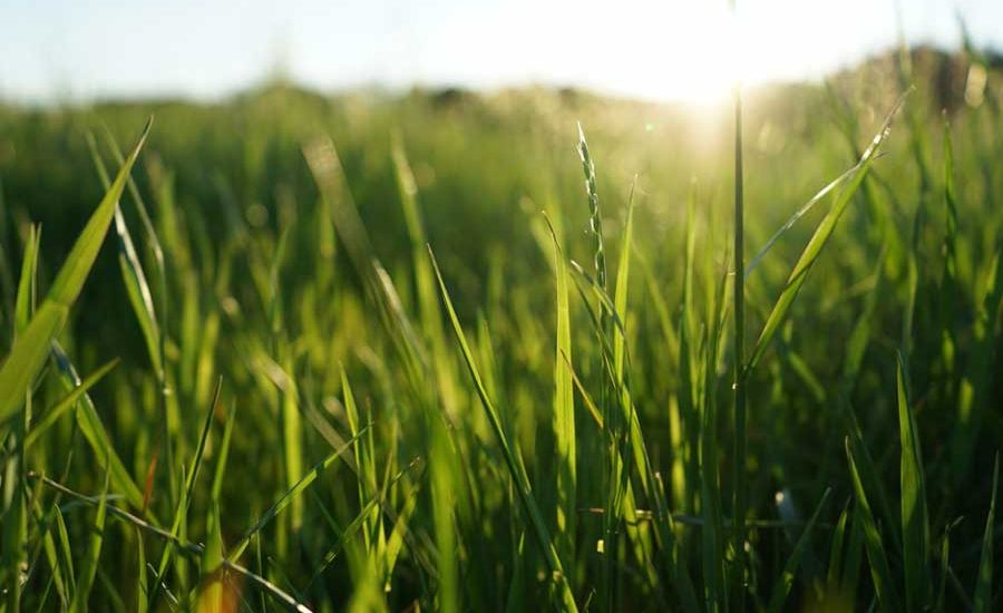 What Is Regenerative Agriculture? How Better Soil Produces Better Beef