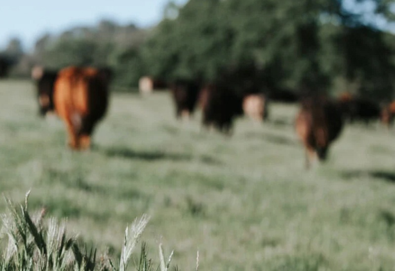 What Is Regenerative Agriculture? How Better Soil Produces Better Beef