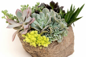 Succulents in a Rock Planter