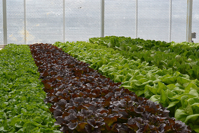 Great Lakes Growers Greenhouse Lettuce