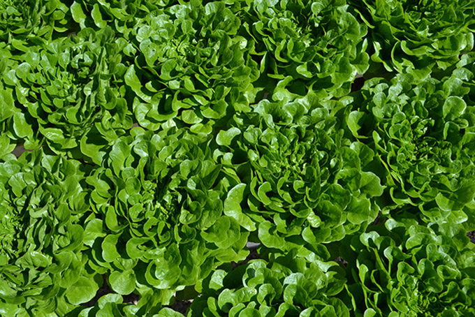 Great Lakes Growers Lettuce