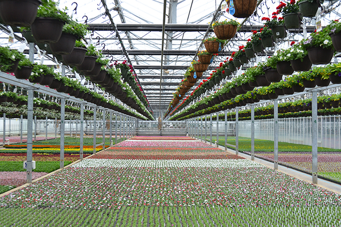Overview of Greenhouse