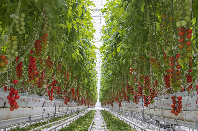 Cherry Tomatoes Growing in NatureFresh Greenhouse