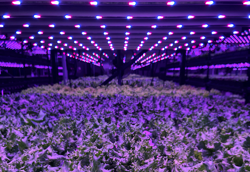 Lettuce growing in a greenhouse with purple lights