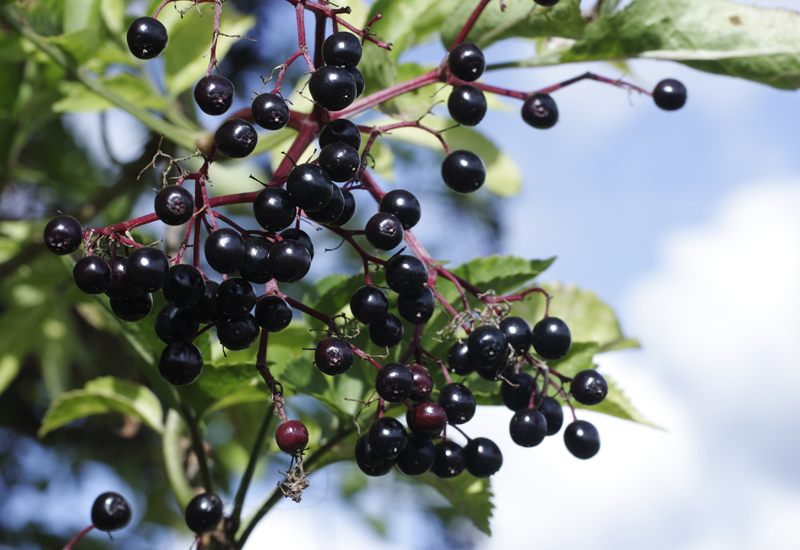 Elderberry on vine