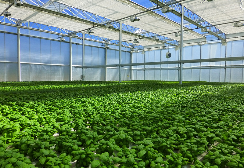 Great Lakes Growers greenhouse