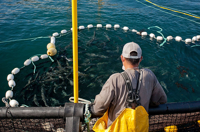Pacifico Worker Working with Fish