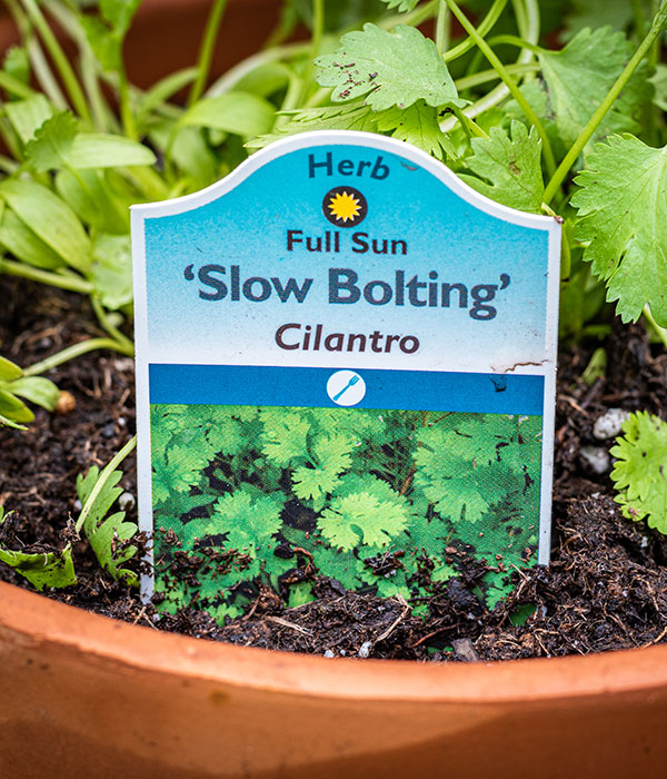 Slow Bolting Cilantro Plant