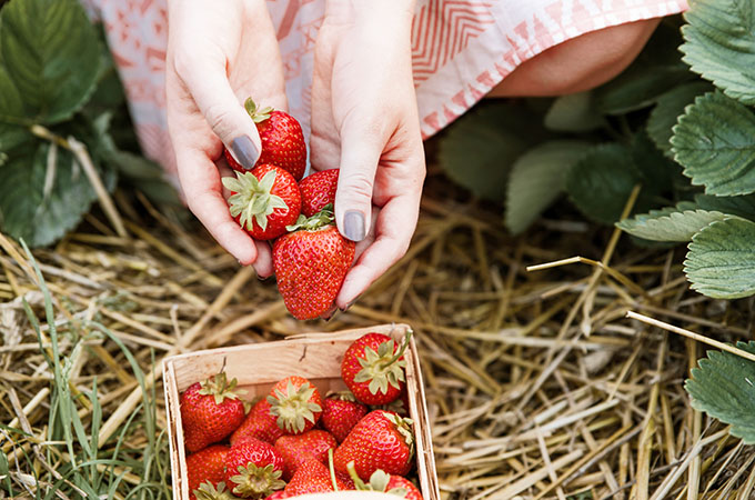 Locally Grown Strawberries