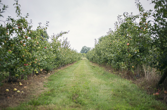 Burnham Orchards