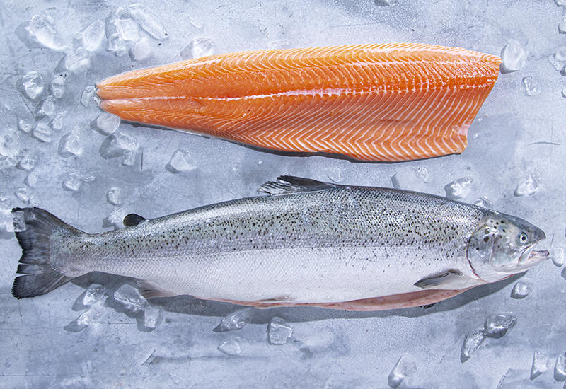 Kvaroy Arctic Salmon Whole and Fillet