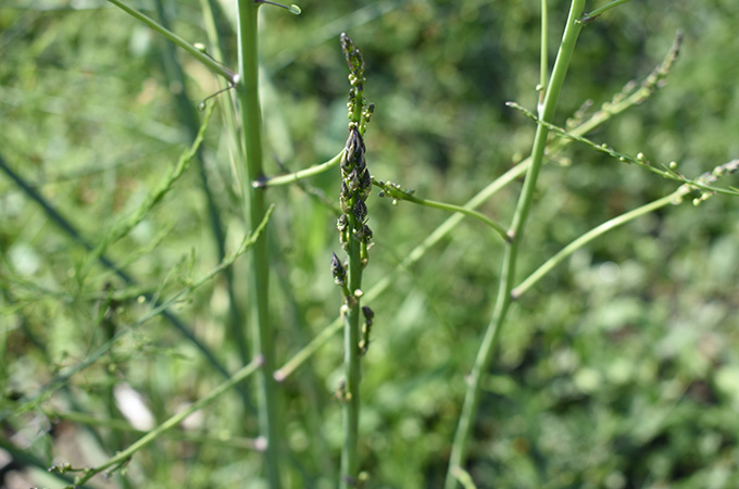 Asparagus Stalks