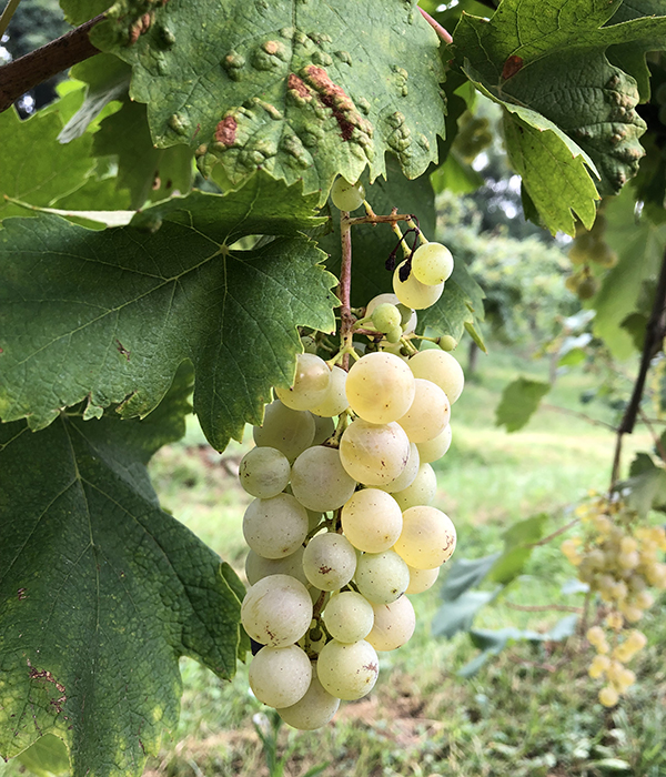 Vin Hunter White Grapes on Vine