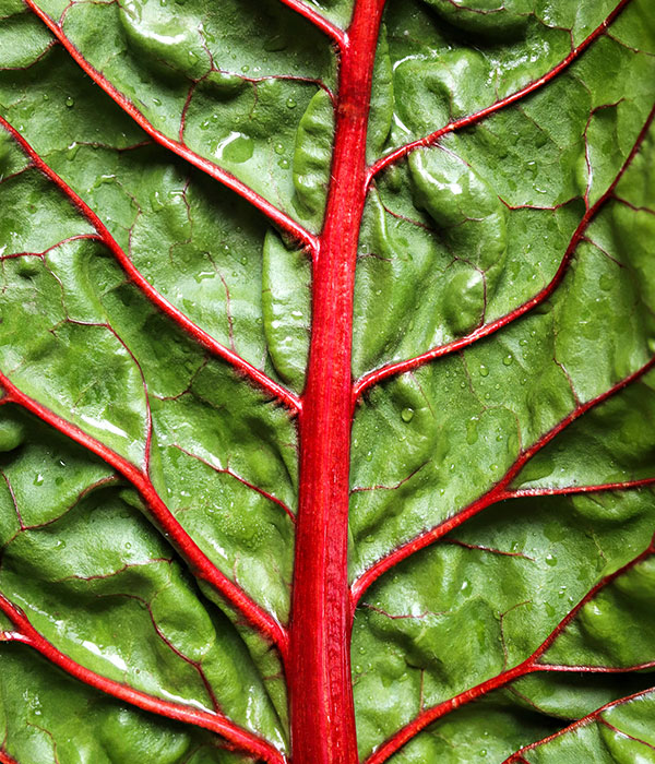 Red Chard Leaf