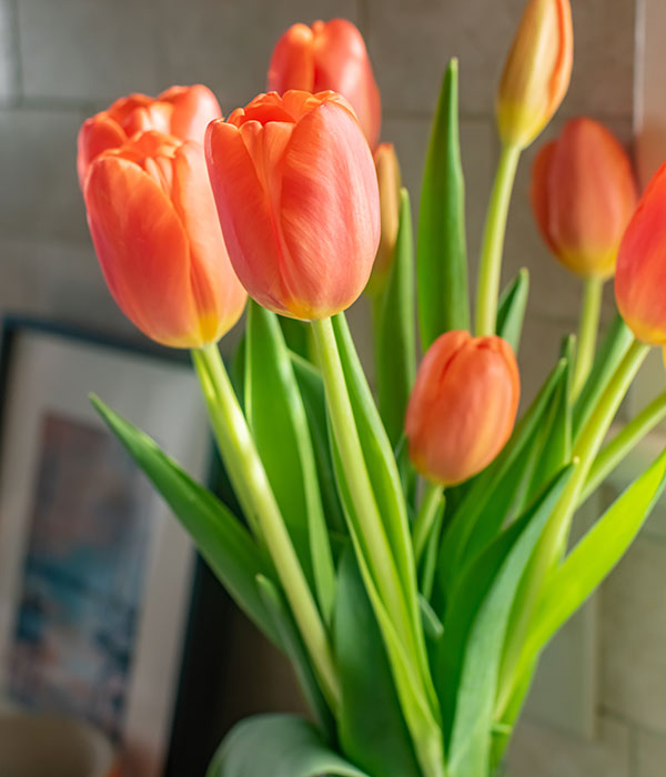 Heinen's Orange Tulips