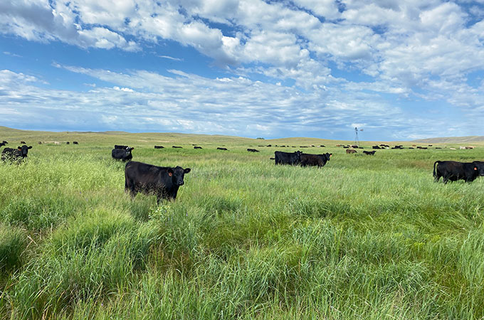 Cows on Pasture at Spring Lake Ranch