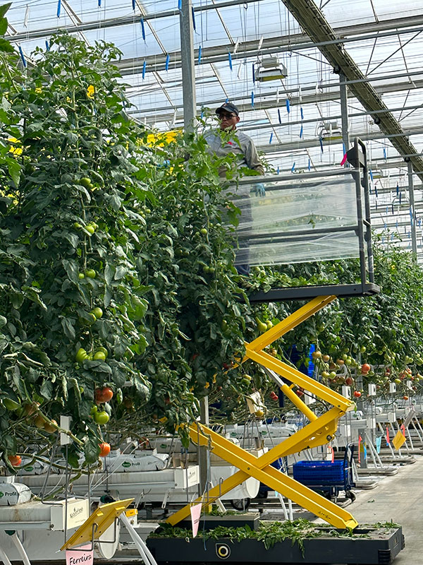 Nature Fresh Farms Worker Picking Tomatoes off of Tomato Plants