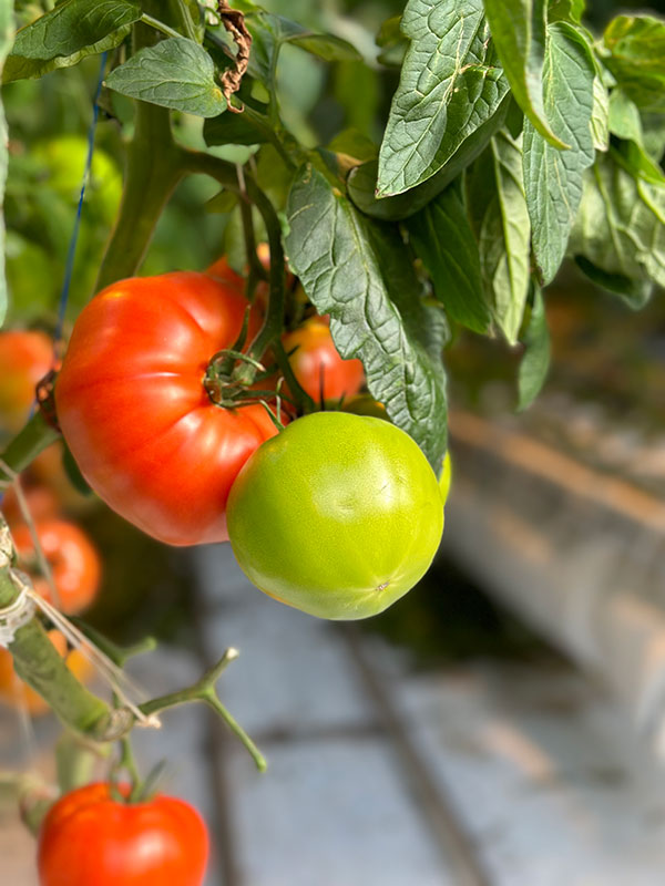 Nature Fresh Farms Tomatoes on a Tomato Plant
