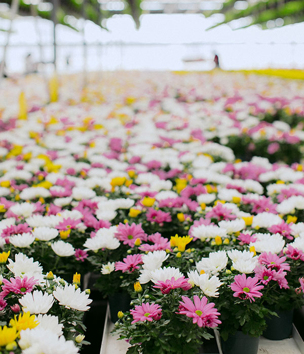 Rows of Flora Pack's Fresh Pink and White Flowers