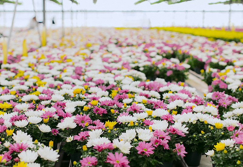 White, Pink and Yellow Flowers in the Flora Pack Greenhouse